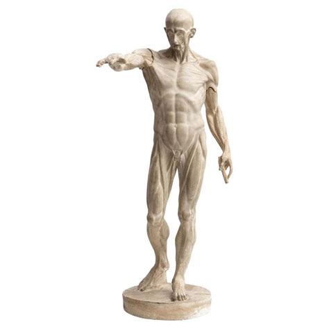 Anatomical Flayed Cast Of Plaster Depicting A Standing Man With Lifted