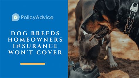 What is the travelers insurance dog. Does Travelers Insurance Have Breed Restrictions - QTARVEL