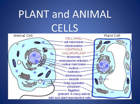 These cells tend to be larger than the cells of bacteria, and have developed. BIO1: INTRODUCTION TO BIOLOGY & ANIMAL AND PLANT CELLS ...