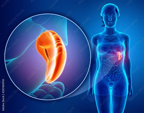 Human Spleen Anatomy Stock Photo Adobe Stock