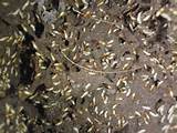 Photos of Bait Termites