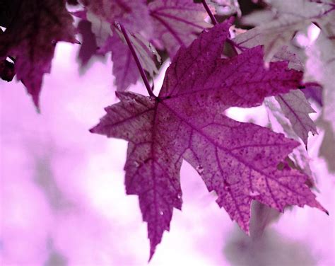 Autumn Leaves In Purple Photograph By Karen Majkrzak Fine Art America
