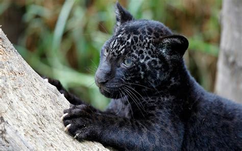 Charming Black Baby Leopard Baby Black Jaguar Animal 1920x1200