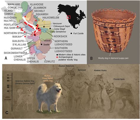 The History Of Coast Salish “woolly Dogs” Revealed By Ancient Genomics