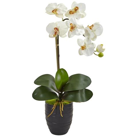 Phalaenopsis Orchid White Plant Online T And Flowers
