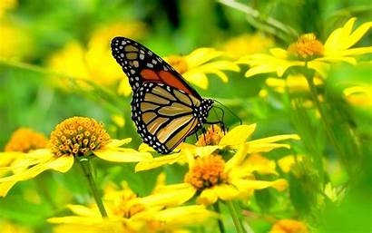 Butterfly Flowers Monarch Wallpapers Yellow Desktop Flores