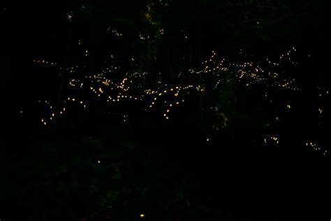 Fireflies Festival In Bhandardara And Purushwadi Nomadic Tribes