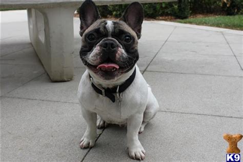 Since frenchies are more likely to wear harnesses because of their short and compact bodies, a collar should serve as an item to provide a pooch with over needed dog's info. Lv French Bulldogs Of Indiana | SEMA Data Co-op