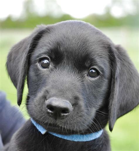 Black Labrador Puppies For Sale In Uk 91 Used Black Labrador Puppies