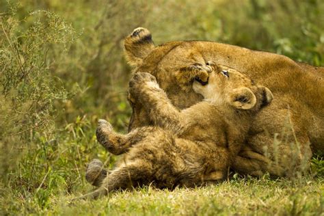 Lioness Cleaning Her Cub Posters And Prints By Corbis