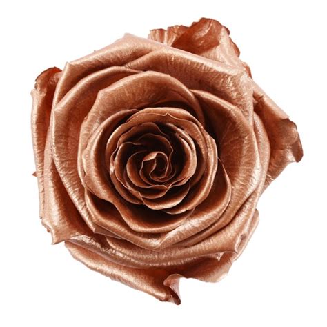 Beautify your mobile, desktop or website with our stunning collection of floral backgrounds. Preserved Rose Gold Rose | FiftyFlowers.com