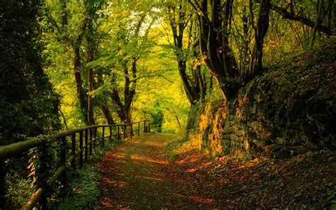 Autumn Forest View Wallpapers And Images Wallpapers