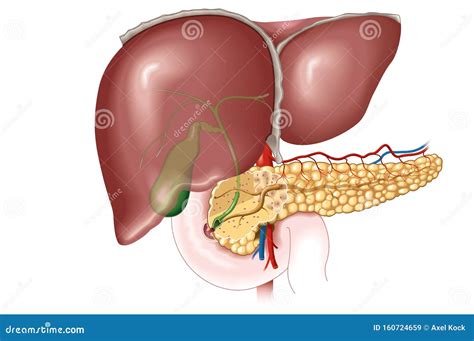 Liver Gallbladder And Pancreas Labeled Anatomical Illustration Stock Illustration
