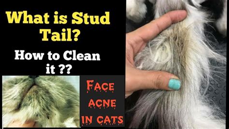 How To Clean Cats Oily Tail And Face Acne How To Remove Blackheads