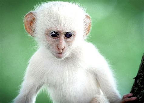 Africa This Rare Albino Monkey Was Spotted In Kruger National Park