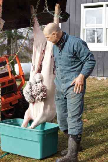 Pig Slaughter And Butchering A Pig On The Farm Grit Rural American