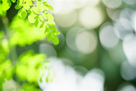 Beautiful Nature View Green Leaf On Blurred Greenery Background Under