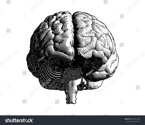 Brain Engraving Monochrome Drawing Front View Illustration With Flow