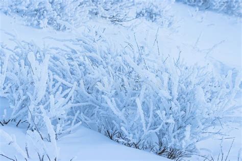 Plants In The Tundra In The Arctic Are Covered With Hoar Frost Stock
