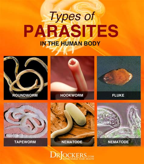 What Type Of Parasites Do You Have