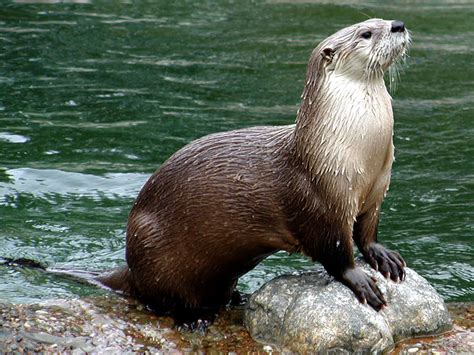 The River Otter Interesting Sea Animal The Wildlife
