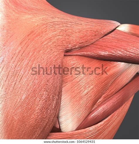 Shoulder Muscles Diagram Posterior Crossfit Shoulder Muscles Part 2