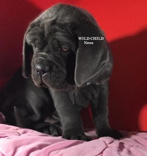 It's also free to list your available puppies and litters on. Neapolitan Mastiff Puppy for Sale - Adoption, Rescue for ...