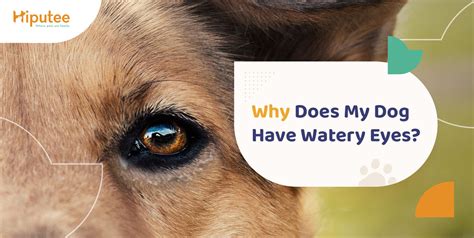 How Can I Stop My Dogs Eye Discharge