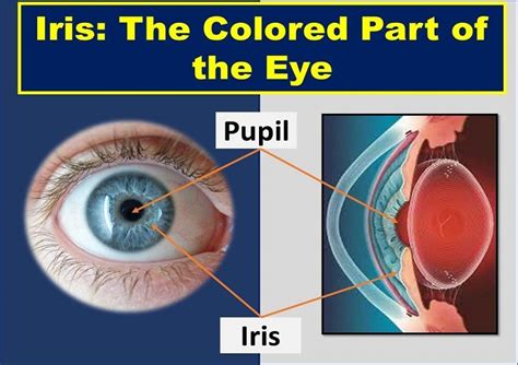 Colored Part Of The Eye Iris Definition Function And Anatomy Health Kura