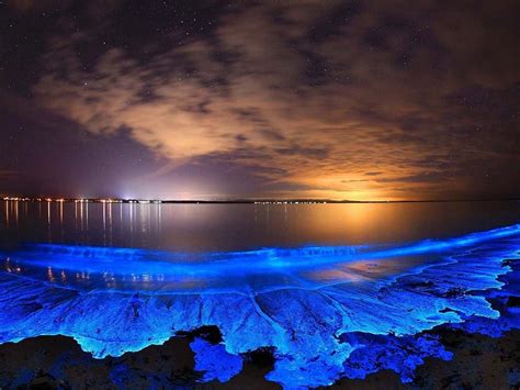 Bioluminescence From Firefly Squid Cause Toyama Bay To Glow
