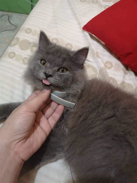 Best Cat Flea Collar Reddit Cat Meme Stock Pictures And Photos