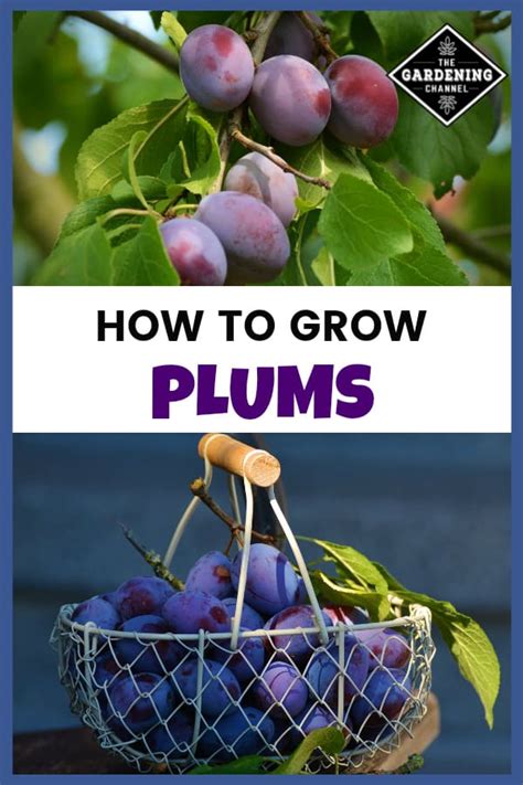 How To Grow Plums Gardening Channel