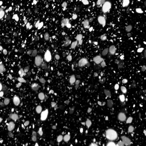 Premium Photo Black And White Snow Falling On A Black Background