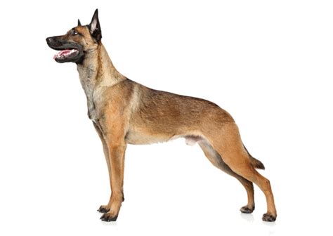 Free for commercial use no attribution required high quality images. Belgian Malinois Breed Facts and Information | PetCoach