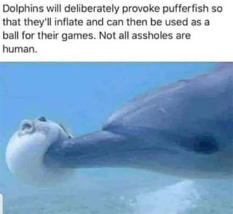 Dick Dolphin 9gag