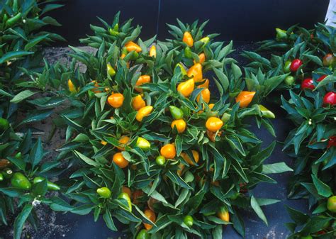 Filecompact Orange Pepper Plants Wikipedia