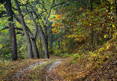 Free Images Landscape Tree Nature Path Outdoor Wilderness Road