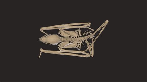 Vampire Bat Skeleton 3d Model By Blackburn Lab Ufherps 3b04f0d