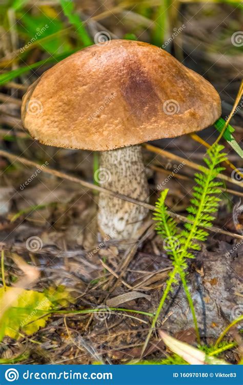 Mushrooms In A Birch Forest Nature Of Russia Stock Photo Image Of