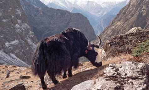 9 Wild Animals Of The Great Himalayas Ranges