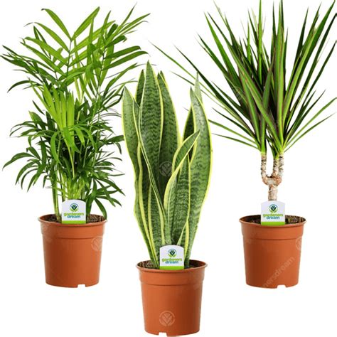 Indoor Plant Mix 3 Plants House Office Live Potted