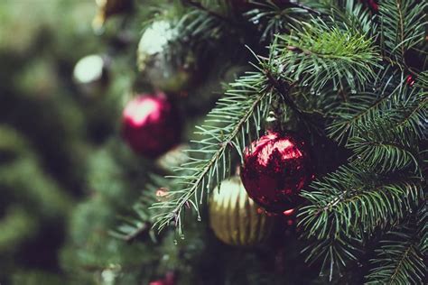 Ten Tips For Keeping Your Christmas Tree Looking Fresher For Longer