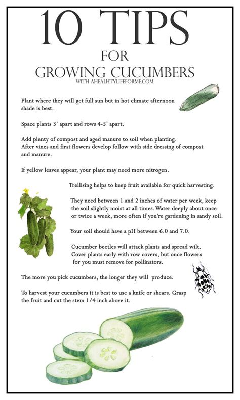 10 Tips For Growing Cucumbers A Healthy Life For Me