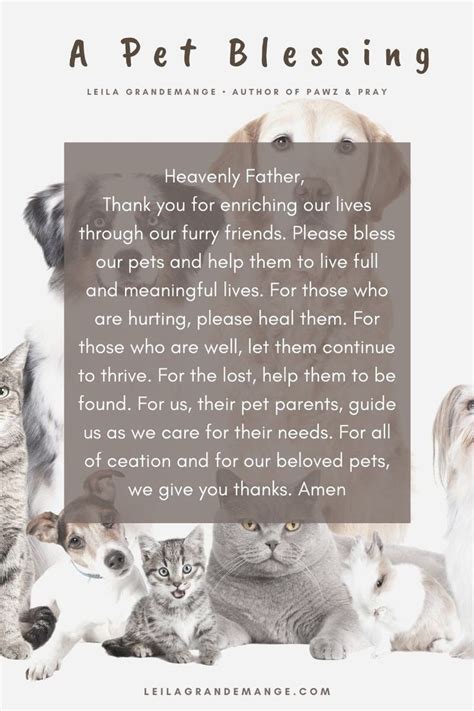 Pretty soon i was getting encouraging emails from people around the world who were diligently saying prayers for my cat. A BEAUTIFUL PET BLESSING | Prayer for sick dog, Sick pets ...