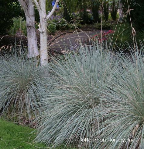 Hss Helictotrichon Sempervirens Sapphire Blue Oat Grass
