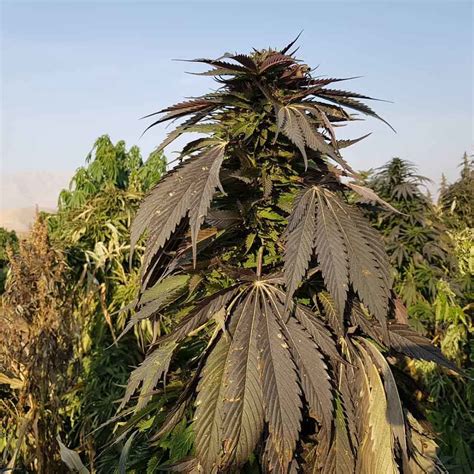 Khash Afghan Selection Cannabis Strain Info