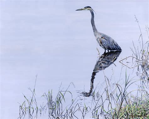 Marsh Reflections Great Blue Heron Painting By Craig Carlson