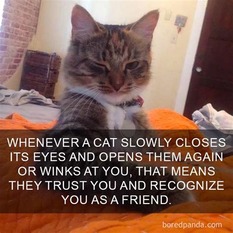 18 Amazing Cat Facts That You Probably Didnt Know We Love Cats And