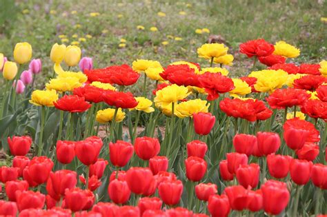 Tulipanes Flores Plantas Foto Gratis En Pixabay Pixabay