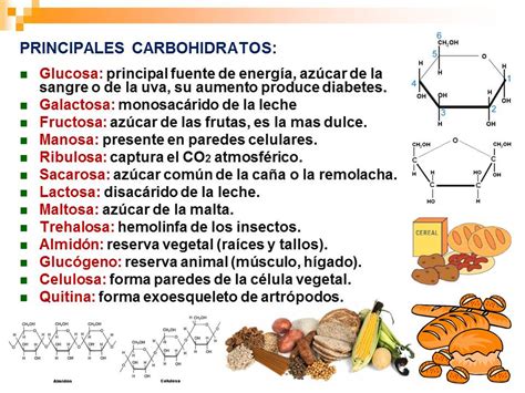 Biolog A Did Ctica Nsc Principales Carbohidratos